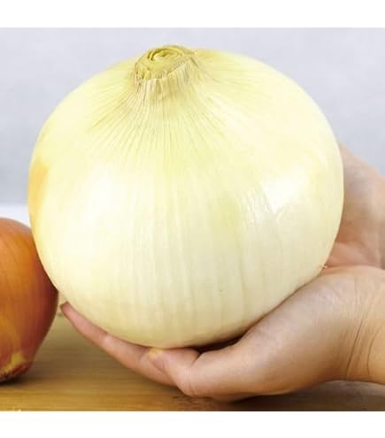 Amazon.co.jp: 野菜球根 ホームたまねぎ赤25球☆ポンと置くだけ